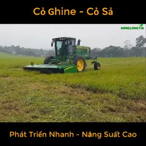 Hạt giống cỏ chăn nuôi Mombasa Ghine - gói 500gr-Cỏ sả lá lớnnãy mầm đều gieo trồng quanh năm