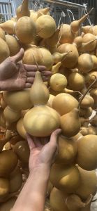 Bầu Hồ Lô. Bầu hố lô phong thủy cầu con thu hút tài lộc nguyên trái