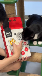 Cát đậu nành cho mèo cát hữu cơ vệ sinh cho mèo cát mèo đậu nành dành cho thú cưng pet PetChoice Premium 6L/2kg