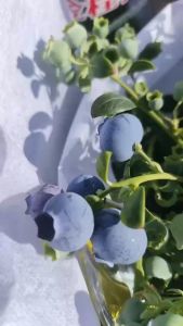 MIỄN SHIP- duy nhất 10 cây việt quất sẵn quả hàng như ảnh