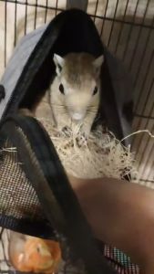 OTA หญ้าราฟฟี่ บ้านนก ที่นอนนกแก้ว หญ้ารังนก ที่นอนกระรอก ที่นอนนก รังนกหงษ์หยก หญ้ากระรอก หญ้านก