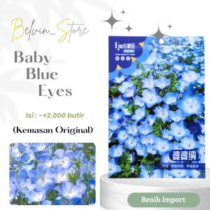 (-+2.000 butir) Benih bunga baby blue eyes import [kemasan pabrik]