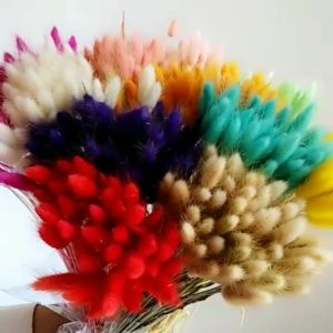 Bó 50-60 cây hoa khô đuôi thỏ dùng trang trí deco nhà cửa đa sắc phong cách
