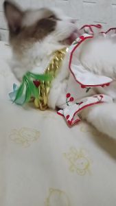 Puppy ปลอกคอพลาสติก สร้อยคอสัตว์เลี้ยง สร้อยคอหมาแมว ปลอกคอโซ่พลาสติกสีทองสํา อลูมิเนียม แวววาว สามารถปรับได้ สําหรับฝึกสุนัข QHMPS00881