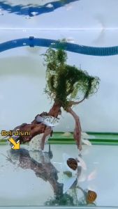 Batu Aerator BULAT BOLA 2cm - Air Stone Gelembung Udara Aquarium 2 cm