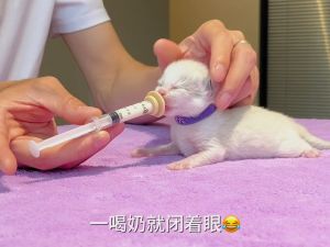 ส่งเร็ว จุกนมแมว จุกนมกระรอก จุกนมสำหรับสัตว์เลี้ยง แมว สุนัข หนูแฮมสเตอร์ และกระรอก ให้อาหารง่าย ดูแลการเจริญเติบโต