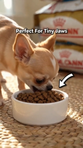Royal Canin Chihuahua Puppy 500g Premium Dry Dog Food  - Breed Health Nutrition Formula for Pups Up to 8 Months | Small Breed Kibble for Immune Support Better Digestion and Stool Odor Control [New Stock]