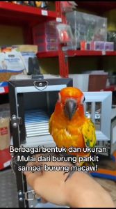 Box Freefly / Tas Burung / Safari Box Burung Parrot - Kualitas Terbaik !