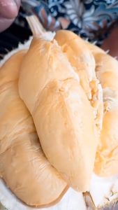 Bibit Durian Montong Okulasi Super Bisa Tanam di Pot