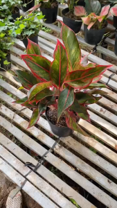 Cây Phú Quý - Tổng thể tầm 30-40 cm - Kiểng lá mang tài lộc!