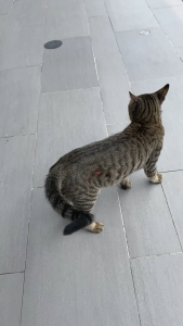 Holycatlabs Royal Care Salep Obat Jamur Scabies 15gr | Untuk Kucing Anjing Jamur Scabies Ringworm Gatal Gudik Koreng Ampuh