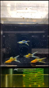 🐟Ajelis Guppy🐟 Platinum Double Sword Guppy 白金双剑孔雀鱼 - Aquarium Ornamental Fish Tuxedo Guppy Ikan Hiasan 孔雀鱼 特殊尾巴 剑尾