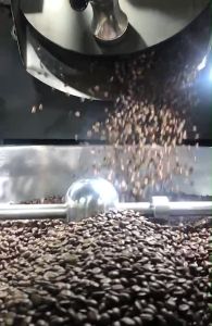 เมล็ดกาแฟดอยช้าง/แบบเมล็ด-ไม่บด/คั่วอ่อน No.5.5  (Light) /ขนาด 250 กรัม โรงคั่วกาแฟคุณชูชาติ