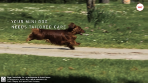 Thức Ăn Hạt Dinh Dưỡng Cho Chó Trưởng Thành Giống Nhỏ Royal Canin Mini Adult - Nhập Khẩu Từ Pháp