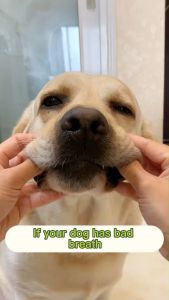 CHONGNIYA 500ml Pet Mouthwash Dog and Cat Oral Care Teeth Cleaner Oral Care Fresh Breath 100% Safe and Natural Remove Tartar