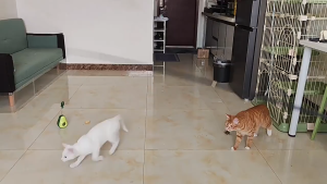 Cần câu mèo siêu dài gắn bông hoa lông vũ siêu dài 1.8m (mẫu mới) - Love Pets Shop