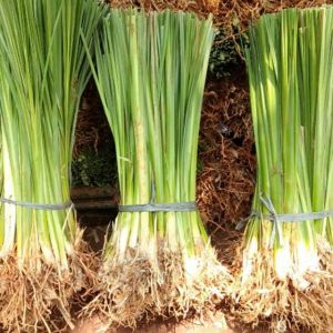 Promo 100 Batang Rumput Vetiver Akar wangi - Pencegah Erosi Atau Tanaman Anti Longsor