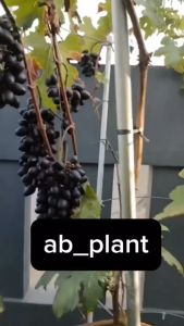 Bibit Anggur Akademik Import Asli Grafting