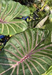 โคโลคาเซีย ลาวาลิซ่า (Colocasia Lava Lisa )ไม้ฟอกอากาศ ไม้มงคล ไม้ประดับ ไม้แต่งสวน ราคาถูกสุดๆ ไม้ด่าง ไม้หายาก