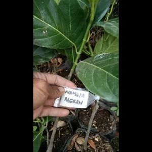 BIBIT TANAMAN NANGKA MERAH OKULASI CEPAT BERBUAH