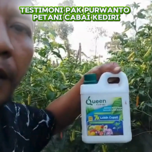 Pupuk Cair Cabai Cepat Berbuah & Lebat – Perangsang Bunga dan Buah Cabe Super Panen Queen Tonic 1 Liter