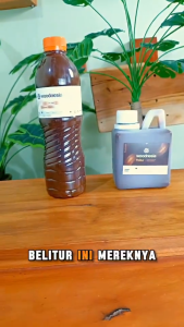Politur Plitur Water Based Kayu Warna Jati Kayu Mahoni 500ml Woodnesia Pelitur Mengkilap Siap Pakai