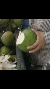 BIBIT KELAPA HIBDRIDA HIJAU BIBIT BUAH KELAPA HIBRIDA
