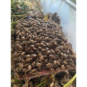 1kg trứng giống tặng kèm 1kg cám xay nhỏ
