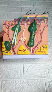 Mô hình da 3D về cấu tạo da dùng trong spa và thẩm mỹ viện