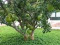 Calabash Tree Cuttings or Fruit (Miracle Fruit) for Planting or Juicing. 