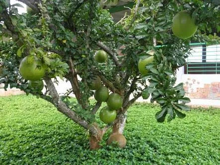 Calabash%20Tree%20Cuttings%20or%20Fruit%20(Miracle%20Fruit)%20for%20Planting%20or%20Juicing%20-%20Image%206