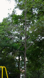 Zowoki SY20 Natural Series Tritan Drinking Bottle (645ml)