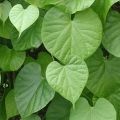 Daun Brotowali | Bratawali segar Obat Herbal 150 Gram. 