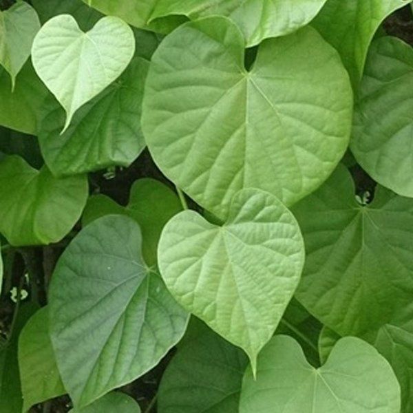 Daun Brotowali | Bratawali segar Obat Herbal 150 Gram