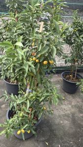 กระถาง15นิ้ว ส้มกิมจ๊อ (ชื่อวิทยาศาสตร์: Citrus Japonica Thunb จีน: 金桔 หรือ 金橘 พินอิน: jīnjú อ่าน จิงจู๋ แปลตามตัว ส้มสีทอง) ในสกุลส้มและวงศ์ส้ม เป็นไม้พุ่มขนาดกลาง แตกแขนงเป็นพุ่มแน่น ใบรูปไข่ สีเขียวสดเป็นมัน มีหูใบขนาดเล็ก ดอกออกดอกเดี่ยว แต่มักออกรว