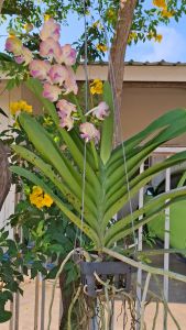 กล้วยไม้ ซันเซทxกุหลาบลอเรนเซีย ออกดอกทั้งปี กล้วยไม้สวยๆ ใส่ตะกร้า 1 ต้น/Taeng Suan shop