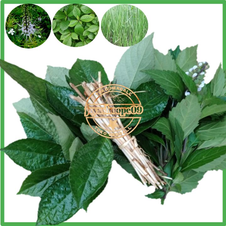 Paket Kumplit Daun Keji Beling Pecah Beling / Kumis Kucing / Akar Alang