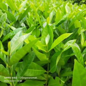 5 Bibit Tanaman Daun Salam Bumbu Spesial