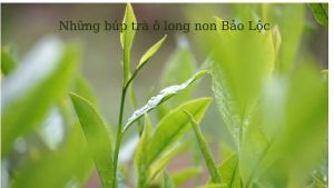 Gói 100g- Trà ô long (oolong/olong) Cát Lộc vị đậm đà tự nhiên hậu ngọt