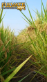 FulvateMax Organic Foliar 1 liter per 1 hectare Palay/Mais/Talong/Kamatis/Sili/Amplaya at iba pa. 