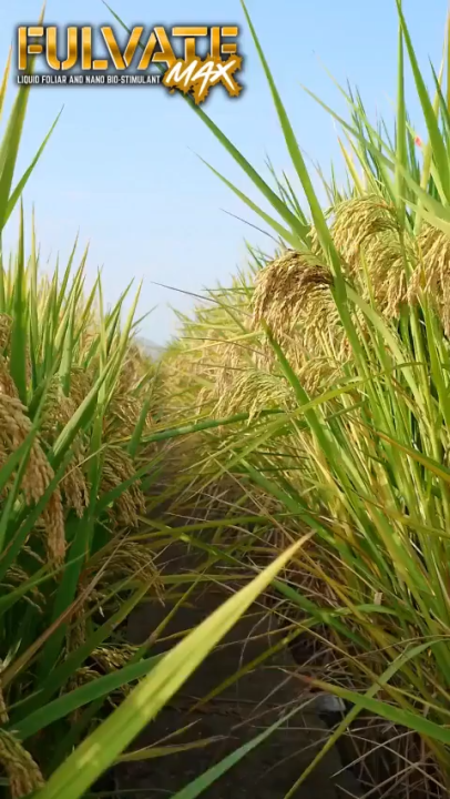 FulvateMax Organic Foliar 1 liter per 1 hectare Palay/Mais/Talong/Kamatis/Sili/Amplaya at iba pa