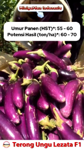 50 Benih Terong Ungu PANJANG Lezata F1 bibit tanaman sayuran terung