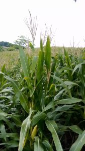 นุชฟอร์ไลฟ์8+จับใบนุช 100cc อาหารเสริมพืชทางใบ