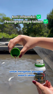 Deluso X Bluecore AquaCure antibiotik alami ikan untuk cegah bakteri virus cocok semua jenis ikan