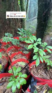 Viên Kẹo Ngậm SÂM NGỌC LINH GINPOP giúp tài xế sinh viên dân lao động trí óc tăng cường sự tập trung trong quá trình làm việc