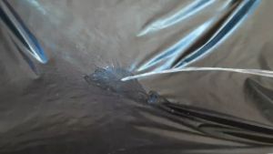 ผ้าใบผ้าเต็นท์เคลือบเงา 2 ชั้นเนื้อผ้าหนา 0.34 m  ขนาดใช้คลุมกลองข้าวในลานตากข้าวและสิ่งของทั่วไป 6X6  เมตร 2160  บาท