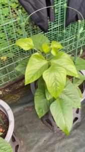 BestGila MALAYSIA Adjustable Climbing Plant Support Rack Plant Climbing Support Stick Frame Garden Decoration Trellis Vines Flower Rack Ring Frame Sokongan Tumbuhan 植物支架