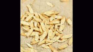 Huang Qi / Bei Qi (北芪 / 黄芪片 Astragalus Roots / Milkvetch Root SMALL Short Slices) Premium Chinese Herbal - 250 g / 500 g