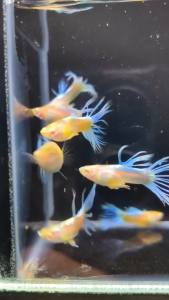🐟RARE🐟 Sky Blue Crown Tail Guppy 天空蓝冠尾孔雀鱼 - Aquarium Ornamental Fish Ikan Hiasan 孔雀鱼 冠尾 特殊尾 稀有