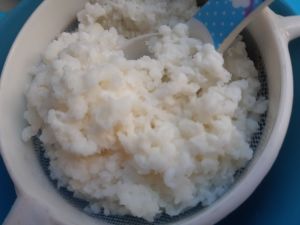 nấm làm sữa chua tự nhiên kefir milk Kefir Milk